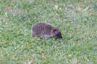 Erinaceus europaeus