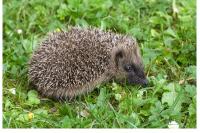 Erinaceus europaeus