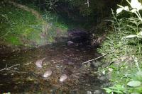 Myocastor coypus