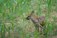 Vulpes vulpes