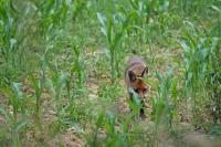 Vulpes vulpes