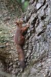 Sciurus vulgaris