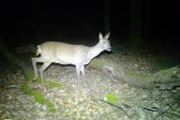 Capreolus capreolus
