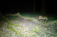 Vulpes vulpes