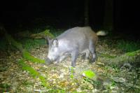 Sus scrofa