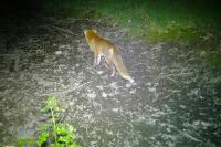 Vulpes vulpes