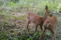 Capreolus capreolus