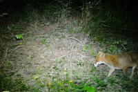 Vulpes vulpes