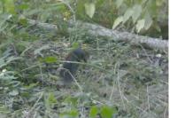 Sciurus vulgaris