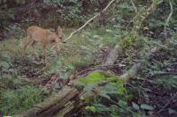 Capreolus capreolus