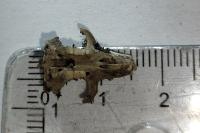 Muscardinus avellanarius