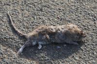 Rattus norvegicus