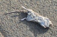 Rattus norvegicus