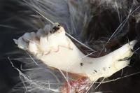 Rattus norvegicus