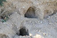 Oryctolagus cuniculus