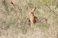 Lepus europaeus