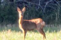 Capreolus capreolus