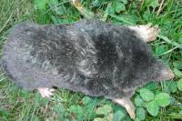 Talpa europaea