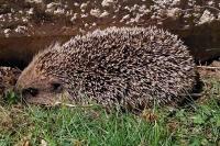 Erinaceus europaeus
