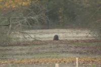 Myocastor coypus