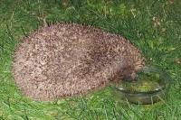 Erinaceus europaeus