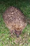 Erinaceus europaeus