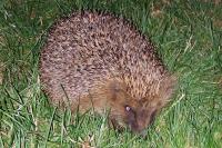 Erinaceus europaeus