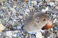 Apodemus sylvaticus