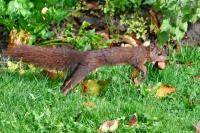 Sciurus vulgaris