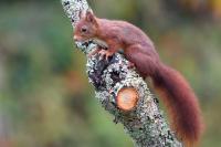 Sciurus vulgaris