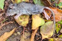 Rattus