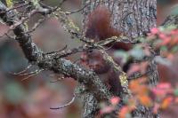 Sciurus vulgaris