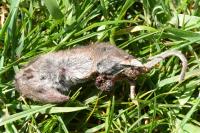 Crocidura russula