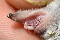 Crocidura russula