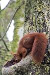 Sciurus vulgaris