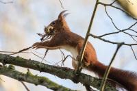 Sciurus vulgaris