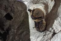 Myotis mystacinus