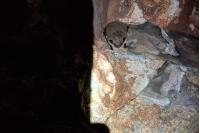 Myotis mystacinus