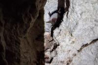 Myotis bechsteinii