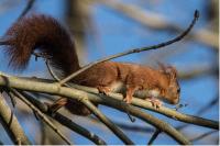 Sciurus vulgaris