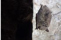Myotis mystacinus