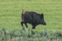 Sus scrofa