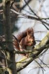 Sciurus vulgaris