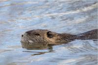 Myocastor coypus
