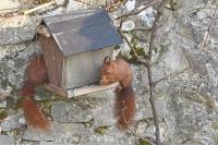 Sciurus vulgaris