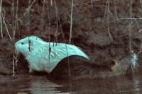 Myocastor coypus