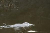 Myocastor coypus