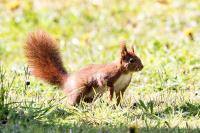 Sciurus vulgaris