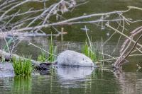 Myocastor coypus