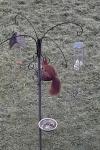 Sciurus vulgaris